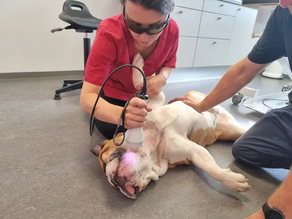 Dyrlæge udfører laserbehandling på hund hos Dyrehospitalet Sønderborg – smertebehandling og lasertherapi for hund