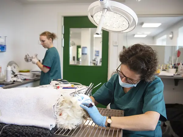 Tandbehandling af hund hos Dyrehospitalet Sønderborg