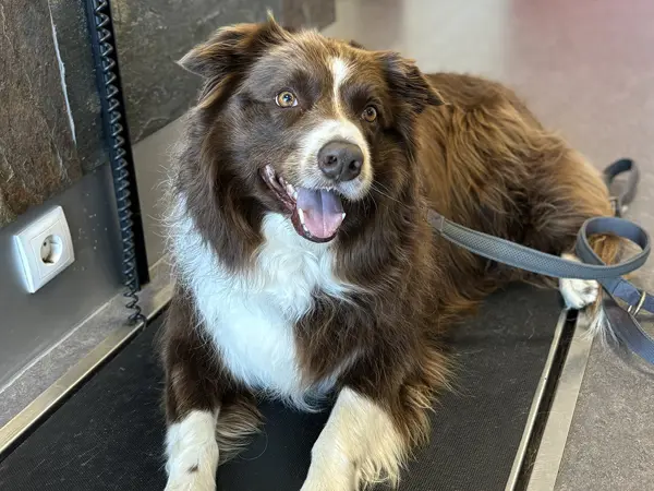 Hund vejes på vægten hos Dyrehospitalet Sønderborg – sundhedstjek og vejning for hund