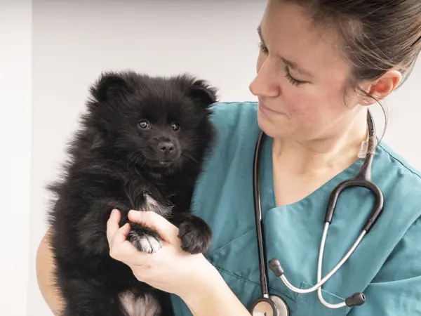 Veterinærsygeplejerske hos Dyrehospitalet Sønderborg holder sort hvalp