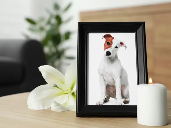 Mindebillede af hund med lys og blomst